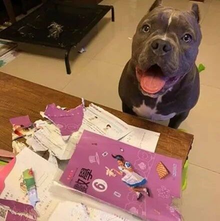 恶霸犬把作业本咬成废纸，小主人看到后当场爆哭，老师：我什么都没看见，重写！！