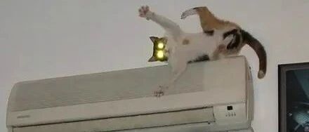 喵跑到空调上睡觉，结果一翻身直接炸毛了!