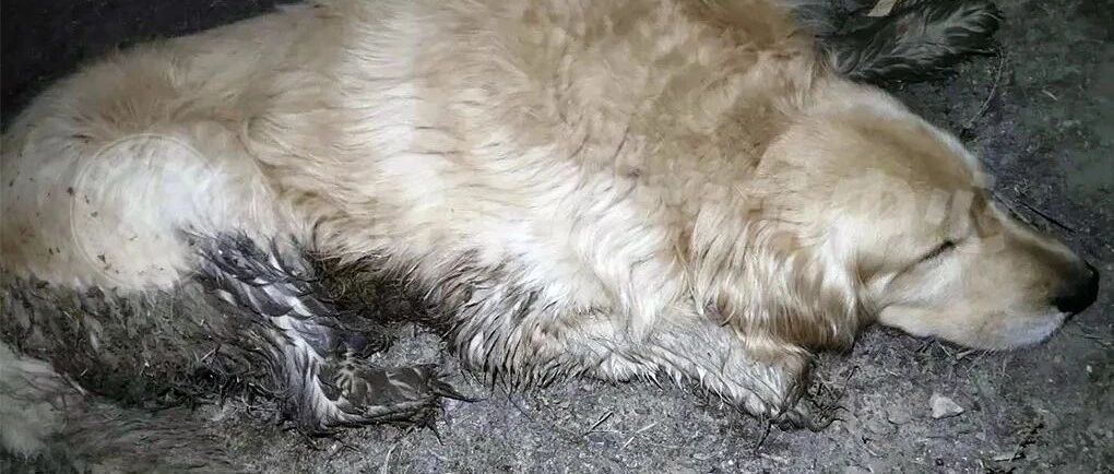 金毛被人砍断手脚丢到烂泥地里，见到陌生人依然努力微笑