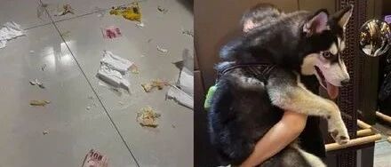 网友带哈士奇到朋友家度假，结果赔了上万块后还被赶了出来，太惨了！