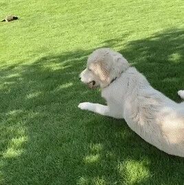 狗子捡玩具的方式很特别，应该找不到，比它更搞笑的了！