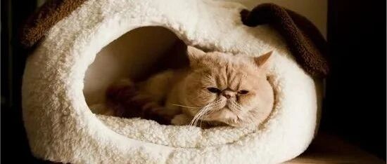 养猫的铲屎官快看!