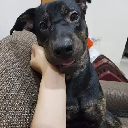 主人怕狗走丢被勒索，于是想了这个办法，太有创意了....