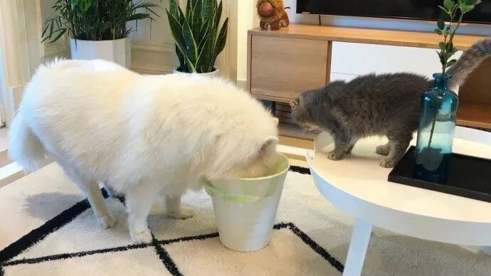 跟宠物相处久了你会发现，虽然它们不说话但它们想啥你都一清二楚。