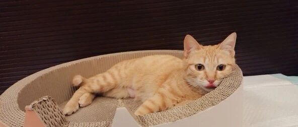 女主有事回娘家，让老公和猫独自在家，果然出事了！女网友：男人没一个靠谱的！！