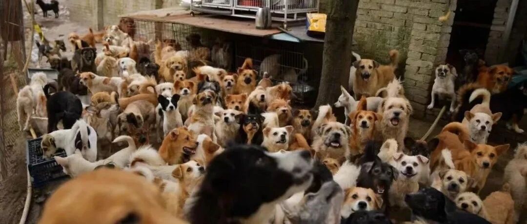 紧急 | 1200多只毛孩子从死神手下逃脱，断粮在即，请帮帮它们吧！