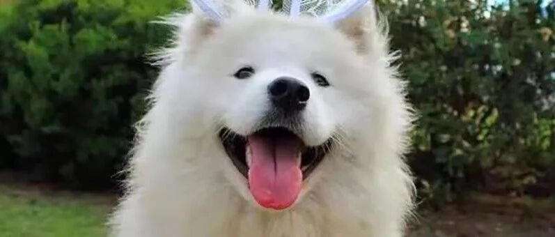 为了接这只萨摩回家等到半夜，还好没失望，长得也太好看了吧