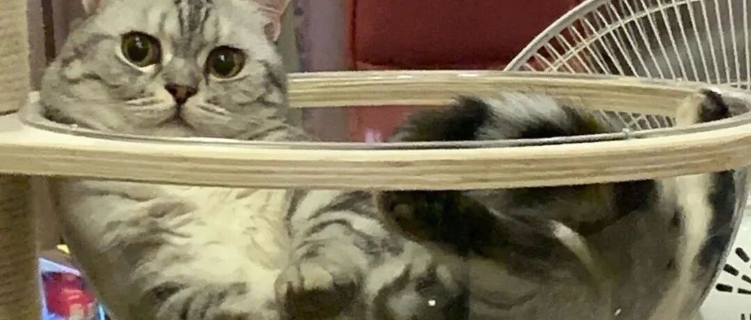 洗碗时惊现猫屎铲，妈妈：刚用它拌的沙拉，你不吃得挺香吗？网友瞬间崩溃！