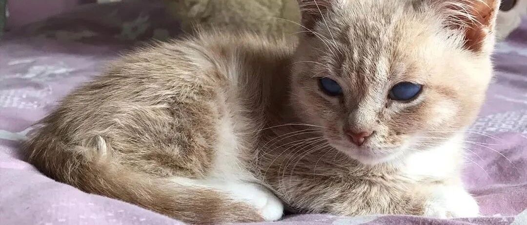 身为橘猫体重却只有3斤，医生说它这辈子都不会再长大了！网友:小橘梗可爱!