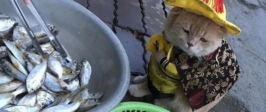圣上微服私访却被路边的小鱼滩给吸引了!橘猫:原来天下竟有如此诱人的小鱼干!