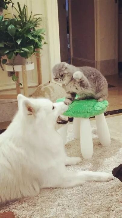 端午被揍了，遭遇了猫生的滑铁卢！网友：不要送我！！