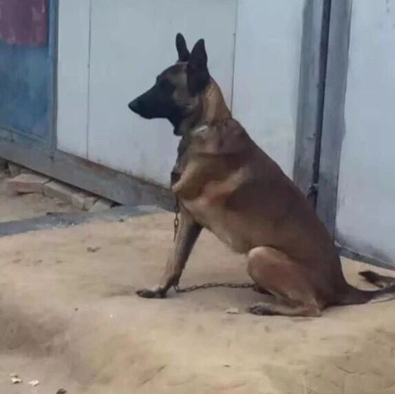 从屠宰场救下一条狗后，我更抑郁了