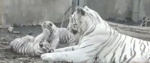 可爱的小脑虎和麻麻在嬉戏打闹,肉嘟嘟爪爪特别惹人爱!