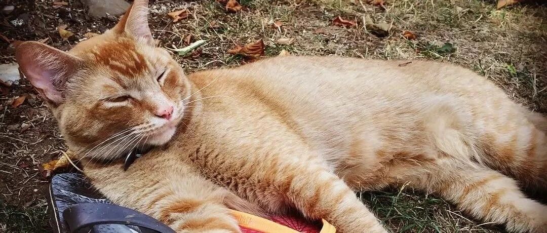 大橘养成爱“偷”臭袜臭鞋的怪癖，主人一边苦寻失主,一边还得闻味!邻居:这重口味的猫坑惨了主人!