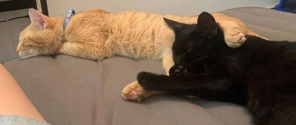 橘爸带黑猫麻麻找地方生娃，宝宝的花色令人都惊呆了！网友：基因强大还是被“绿”了？