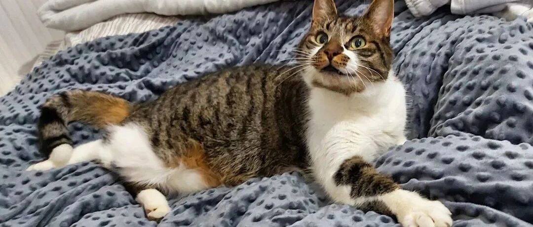 五只猫在厨房开会，主人看呆了，还有两只哪来的！网友：五猫正在组团开黑！！！