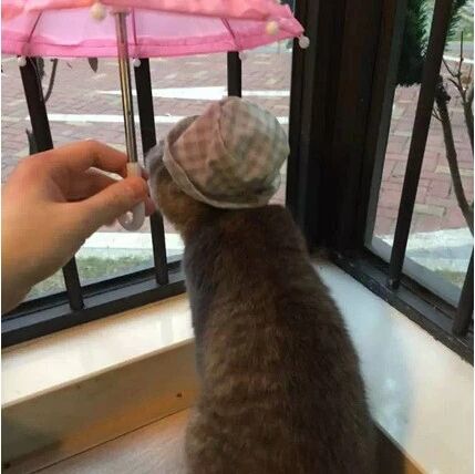 最完美的邂逅，端午在烟雨蒙蒙的下雨天等着你！网友：那是我逝去的青春！！