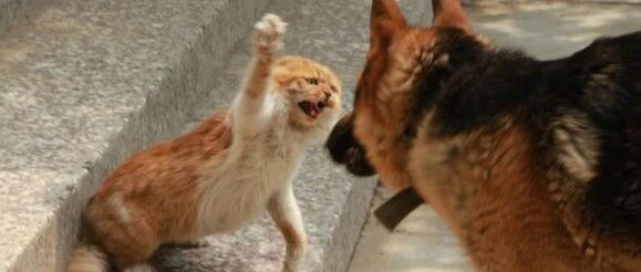 狗欺负小猫被大猫看到后，群猫一拥而上，狗子直接跑了！网友:这汪摊上事了!