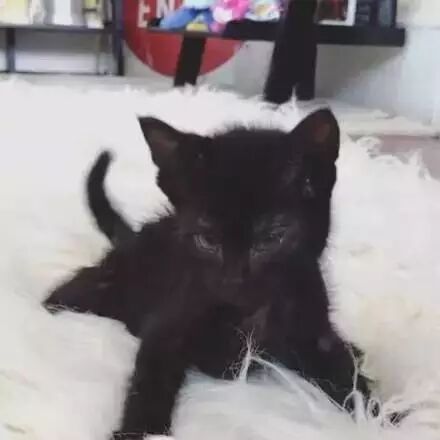 小黑猫患有先天性脑发育障碍，每天都痛苦挣扎，直到小猪猪的出现.....