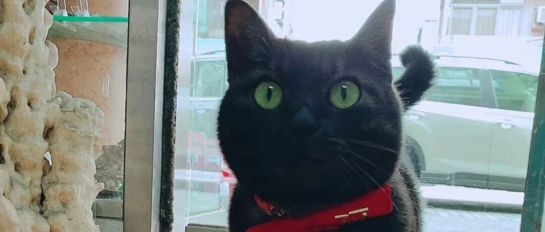 路上遭遇猫碰瓷，它张开肉垫比划出5，养后才知道原来是这意思！网友：我怎么没那么好的运气！！