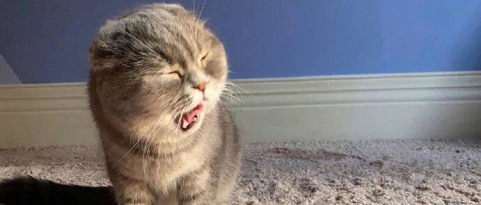 给猫洗耳朵，没想被猫骂了半天！网友：没挠你就是最客气的了！！