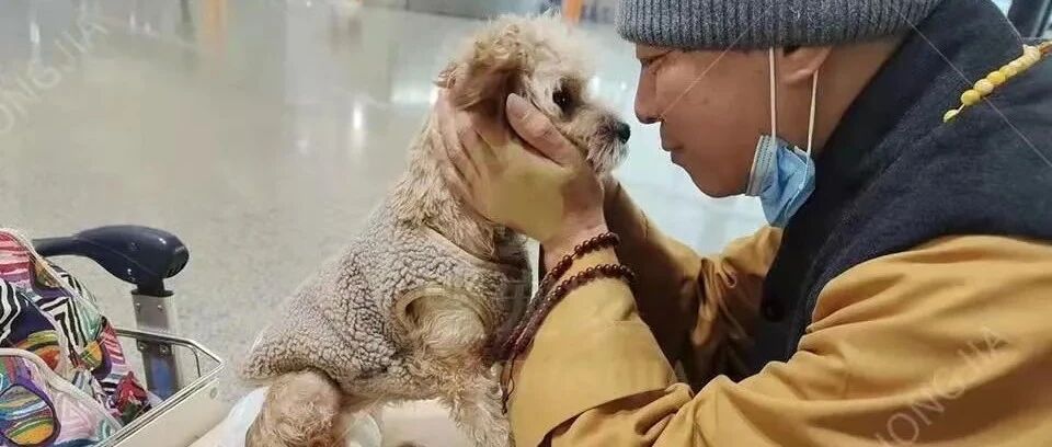 生活在古寺里的猫狗，常年听高僧念经一脸“佛”相，网友：看来熏陶不浅