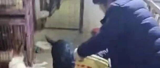 太苦了 | 零下30℃，800多只毛孩子只能吃垃圾维持生命，如今面临断粮危机