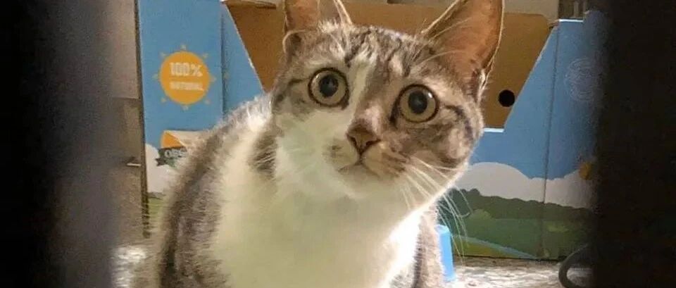 猫猫自觉排队吃饭，好有秩序！网友：这哪是流浪啊，分明是哄吃的“惯犯流浪猪”！