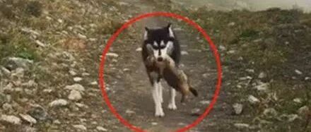 哈士奇遇上土拨鼠，一言不合就打了起来，结果..网友：可怜的土拨鼠，你为什么要惹二