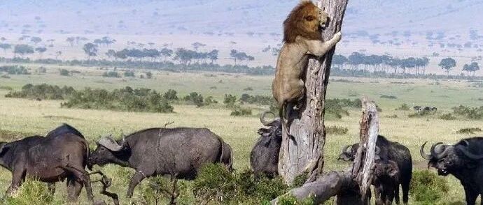 “大猫”因追一小牛被牛群赶到树上去,直到牛群离去!狮子:牛多势众,得躲!