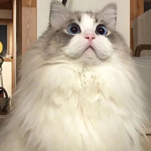 养了只布偶猫，去年5月和今年2月的区别，这变化有点大！