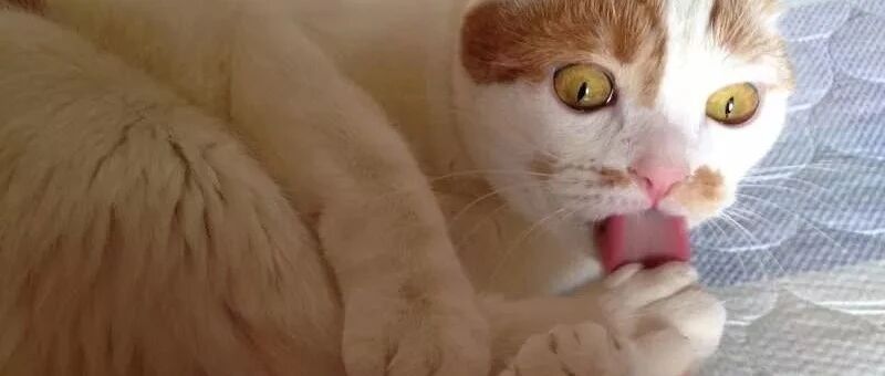 猫有多怪癖？看到这些辣眼睛的沙雕行为后,网友直呼:喵又再次刷新我的三观!!