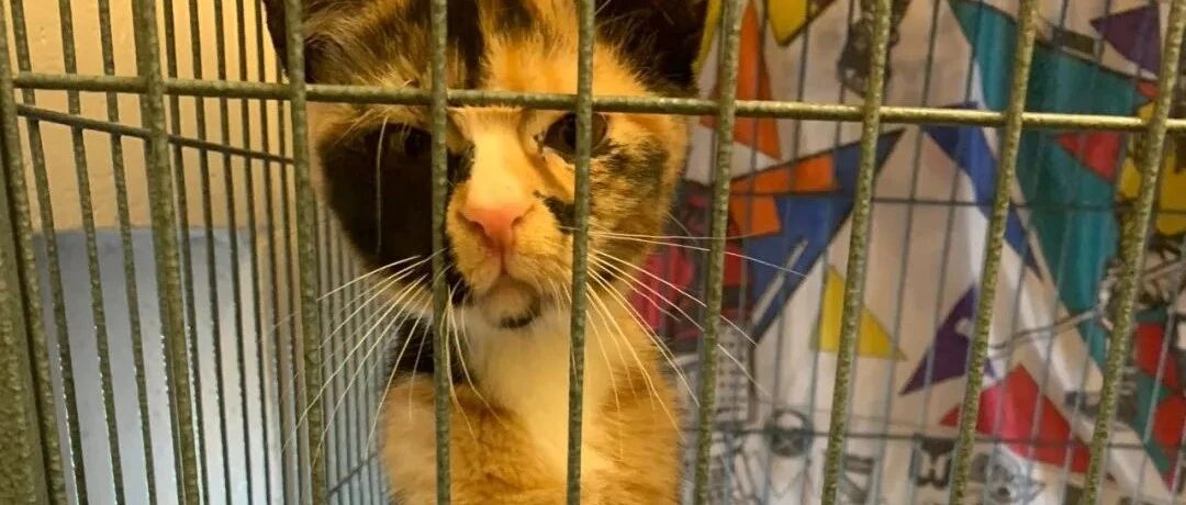 父母不同意养猫，女儿做PPT说服家人养猫，网友：给老公做PPT说服老公买包包！！