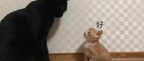 一只橘猫家庭地位的逆袭之路!众喵:黑哥不听劝,凡事大橘为重!