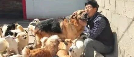 退伍军人在丹东养了700多条狗，最暖心的就是这只大德牧！