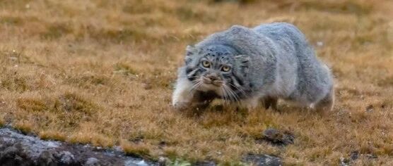 明明是可爱的胖“猫”,为什么偏偏叫“兔狲”?兔狲:少啰嗦,我是战斗民族!