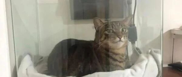 赶走鱼并成功霸占鱼缸，之后还露出这表情，主：失算了！