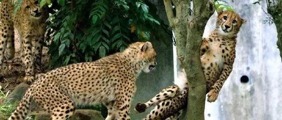 猎豹幼崽卡树杈出不来，挣扎表情太好笑!网友：大猫不嫌弃的话我可以帮忙推一下！