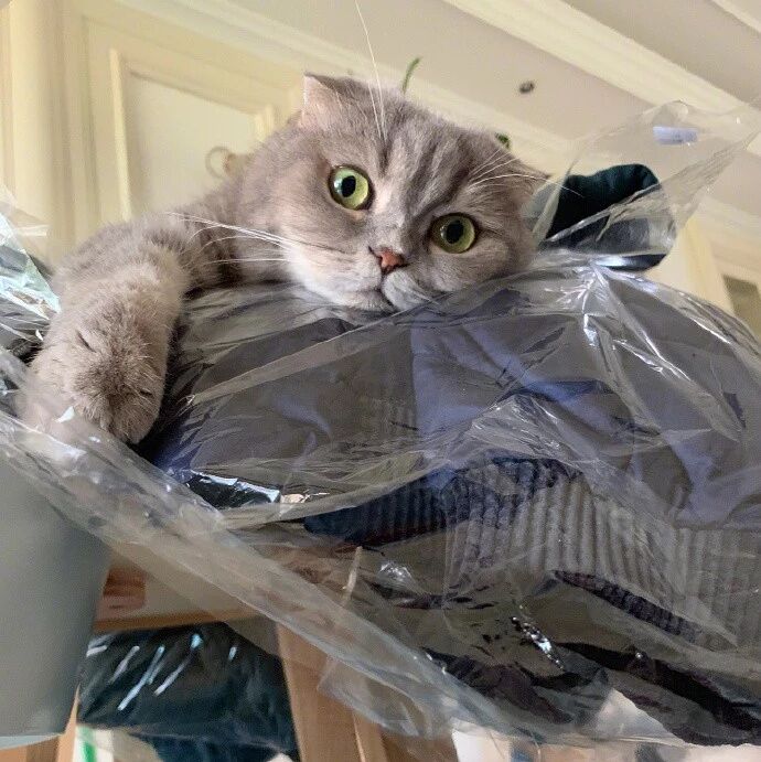 干洗好的衣服一拿回来就被猫恶霸占领了，咱也不敢管……