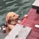 金毛和边牧吵得不可开交，可下一秒二哈出现后，一切都变了！