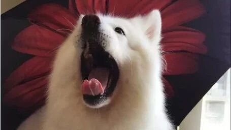 疯了！这只狗究竟怎么了？网友：欠打呗！！