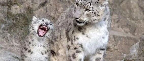 雪豹麻麻教宝宝喝水，喝着喝着都能被自己的孩子吓到！网友:终究还是一只大猫!