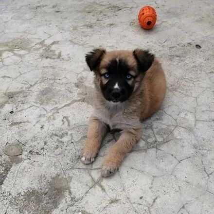 老爸重金买了只德牧，可网友看到它的长相后却笑喷了：哈士德？