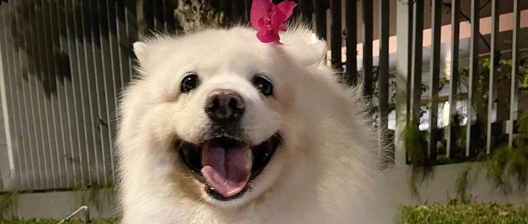 因一朵花,胖狗死活不走,旁人都笑了,无赖之下只能将花给它戴上!