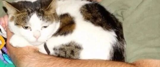 收容所遭歹徒持枪闯入，结果进来看看猫就走了！网友：这猫太牛了～