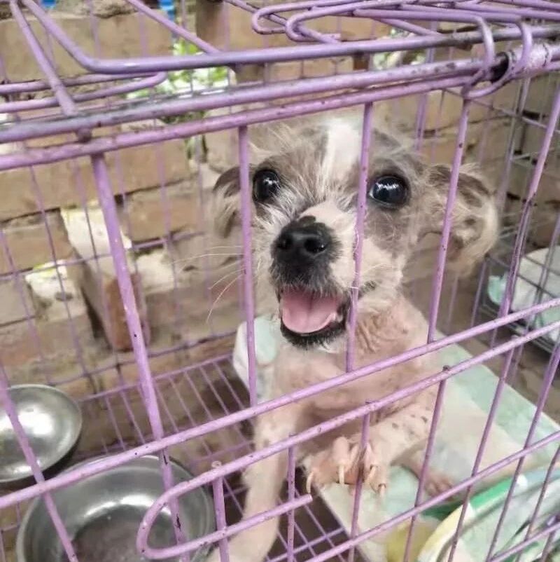 高温炙烤干旱缺水，这的流浪狗太惨了