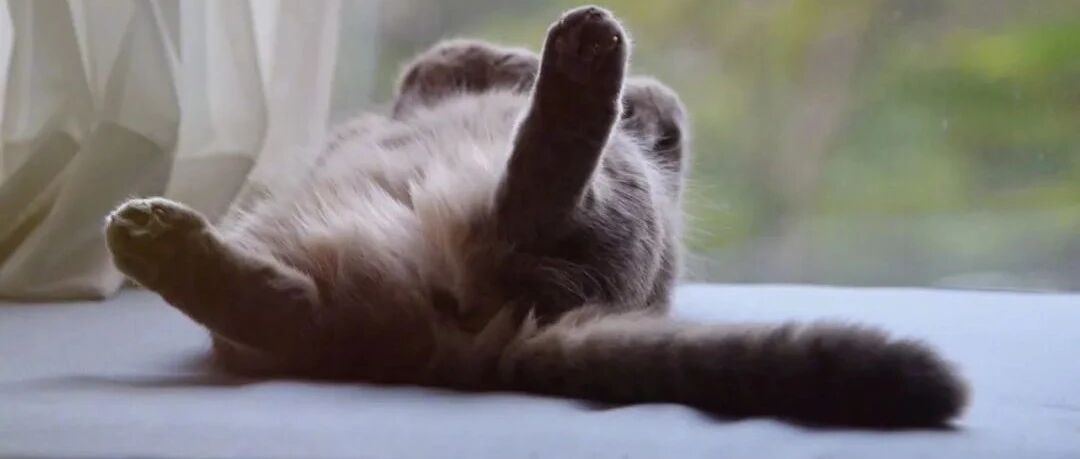 猫咪从某处跳下都会“咕”的一声吗?网友:瘦猫不会,胖猫就不好说!