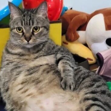 网友一直想养橘猫，养了后发现，每天上演橘口夺食！网友：都胖成这样了，还吃！！