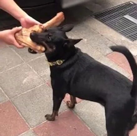 狗子蹭饭收到比脸还大的骨头，开心得摇屁股回家炫耀，笑喷了！