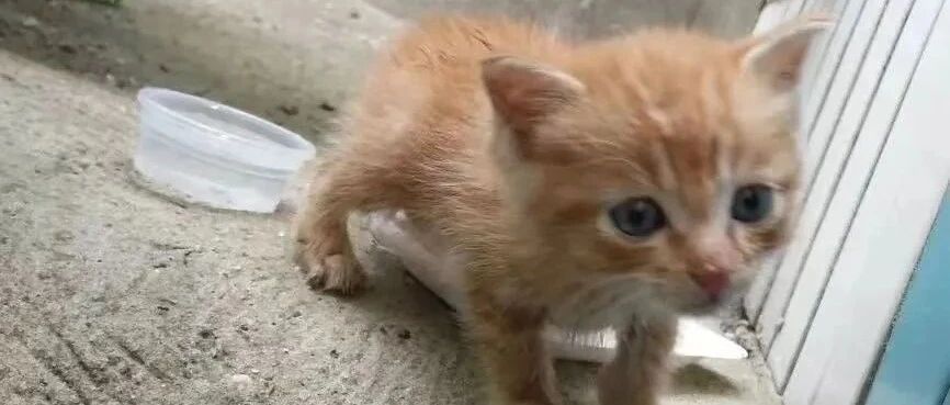 为了让自己被收养，这只小猫竟然开始拦路碰瓷，奶凶！